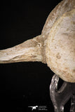 08052 - Top Quality 7.13 Inch Elasmosaurus (Zarafasaura oceanis) Vertebra Bone