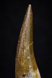 20913 - Nicely Preserved 1.63 Inch Partially Rooted Elasmosaur (Zarafasaura oceanis) Tooth