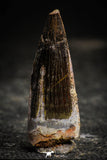 22354 - Top Beautiful 1.57 Inch Spinosaurus Dinosaur Tooth Cretaceous