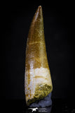 20913 - Nicely Preserved 1.63 Inch Partially Rooted Elasmosaur (Zarafasaura oceanis) Tooth