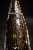 22354 - Top Beautiful 1.57 Inch Spinosaurus Dinosaur Tooth Cretaceous