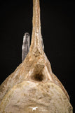 08052 - Top Quality 7.13 Inch Elasmosaurus (Zarafasaura oceanis) Vertebra Bone