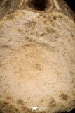 08052 - Top Quality 7.13 Inch Elasmosaurus (Zarafasaura oceanis) Vertebra Bone