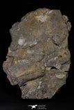 20923 - Museum Grade Superb Plate with 2 Eudolatites sp Upper Ordovician Trilobites