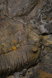 20923 - Museum Grade Superb Plate with 2 Eudolatites sp Upper Ordovician Trilobites