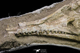 20922 - Museum Grade 12.60 Inch Dyrosaurus phosphaticus Juvenile Complete Skull