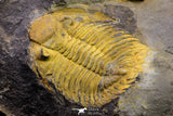 20924 - Top Rare 2.50 Inch Metacanthina barrandea Middle Devonian Trilobite