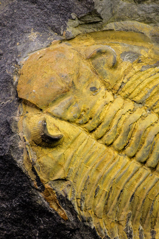 20924 - Top Rare 2.50 Inch Metacanthina barrandea Middle Devonian Trilobite
