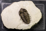 20925 - Tower Eyed 2.14 Inch Erbenochile issoumourensis Lower Devonian Trilobite