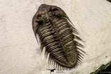 20925 - Tower Eyed 2.14 Inch Erbenochile issoumourensis Lower Devonian Trilobite