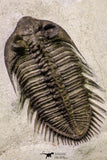 20925 - Tower Eyed 2.14 Inch Erbenochile issoumourensis Lower Devonian Trilobite