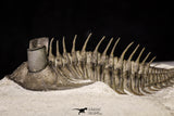 20925 - Tower Eyed 2.14 Inch Erbenochile issoumourensis Lower Devonian Trilobite