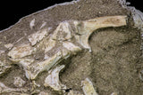 20922 - Museum Grade 12.60 Inch Dyrosaurus phosphaticus Juvenile Complete Skull