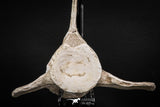 08052 - Top Quality 7.13 Inch Elasmosaurus (Zarafasaura oceanis) Vertebra Bone