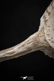 08052 - Top Quality 7.13 Inch Elasmosaurus (Zarafasaura oceanis) Vertebra Bone