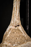 08052 - Top Quality 7.13 Inch Elasmosaurus (Zarafasaura oceanis) Vertebra Bone