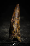 22356 - Top Beautiful 1.94 Inch Elosuchus sp Cretaceous Crocodile Tooth KemKem Beds