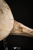 08052 - Top Quality 7.13 Inch Elasmosaurus (Zarafasaura oceanis) Vertebra Bone