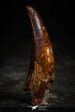 22357 - Well Preserved 1.96 Inch Elosuchus sp Cretaceous Crocodile Tooth KemKem Beds