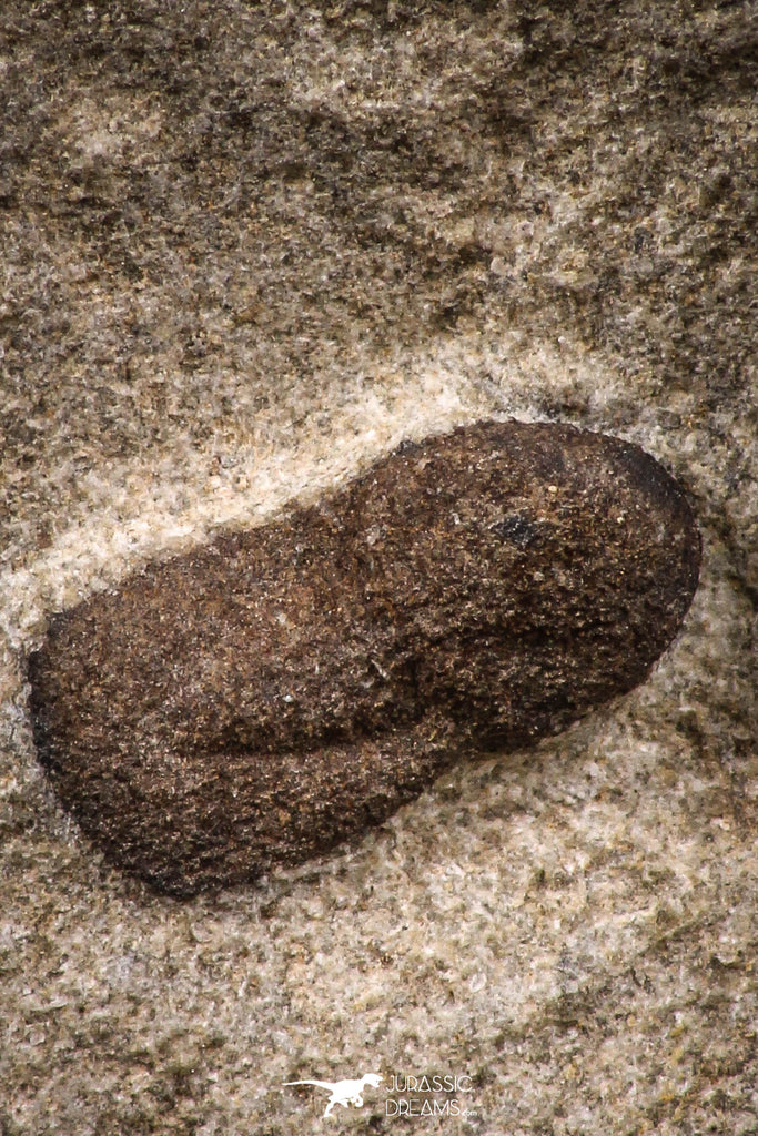 07851 - Beautiful 0.43 Inch Cyclopyge sibilla Upper Ordovician Trilobite