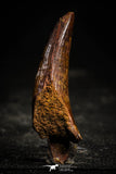 22357 - Well Preserved 1.96 Inch Elosuchus sp Cretaceous Crocodile Tooth KemKem Beds