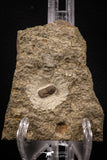 07851 - Beautiful 0.43 Inch Cyclopyge sibilla Upper Ordovician Trilobite