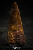 22358 - Well Preserved 1.74 Inch Spinosaurus Dinosaur Tooth Cretaceous