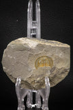 07852 - Beautiful Orange 0.90 Inch Nankinolithus sp Lower Ordovician Trilobite
