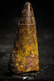 22358 - Well Preserved 1.74 Inch Spinosaurus Dinosaur Tooth Cretaceous