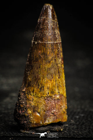 22358 - Well Preserved 1.74 Inch Spinosaurus Dinosaur Tooth Cretaceous