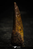 22358 - Well Preserved 1.74 Inch Spinosaurus Dinosaur Tooth Cretaceous