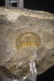 07852 - Beautiful Orange 0.90 Inch Nankinolithus sp Lower Ordovician Trilobite