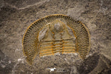 07852 - Beautiful Orange 0.90 Inch Nankinolithus sp Lower Ordovician Trilobite