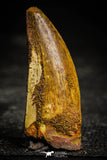 22359 - Great Quality Mesial Premaxillary 1.81 Inch Carcharodontosaurus Dinosaur Tooth KemKem
