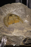 07854 - Beautiful Orange 0.84 Inch Nankinolithus sp Lower Ordovician Trilobite