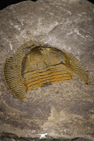 07854 - Beautiful Orange 0.84 Inch Nankinolithus sp Lower Ordovician Trilobite
