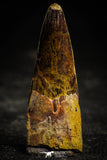 22362 - Well Preserved 2.01 Inch Spinosaurus Dinosaur Tooth Cretaceous