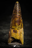 22362 - Well Preserved 2.01 Inch Spinosaurus Dinosaur Tooth Cretaceous