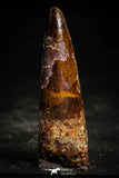 22364 - Well Preserved 2.39 Inch Spinosaurus Dinosaur Tooth Cretaceous