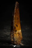 22364 - Well Preserved 2.39 Inch Spinosaurus Dinosaur Tooth Cretaceous