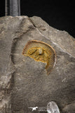 07856 - Beautiful Orange 0.69 Inch Nankinolithus sp Lower Ordovician Trilobite
