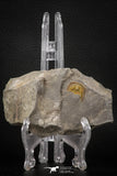 07856 - Beautiful Orange 0.69 Inch Nankinolithus sp Lower Ordovician Trilobite