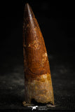 22365 - Well Preserved 2.72 Inch Spinosaurus Dinosaur Tooth Cretaceous
