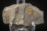 07856 - Beautiful Orange 0.69 Inch Nankinolithus sp Lower Ordovician Trilobite