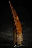 22365 - Well Preserved 2.72 Inch Spinosaurus Dinosaur Tooth Cretaceous