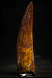 22368 - Nicely Preserved 3.46 Inch Spinosaurus Dinosaur Tooth Cretaceous