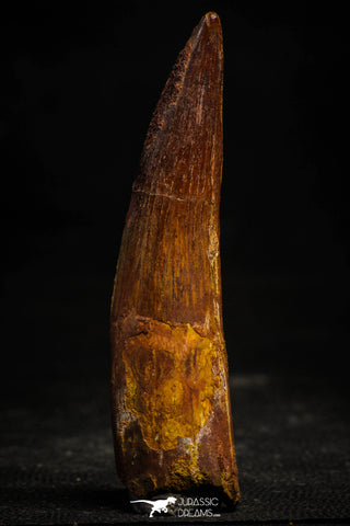 22368 - Nicely Preserved 3.46 Inch Spinosaurus Dinosaur Tooth Cretaceous