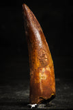 22368 - Nicely Preserved 3.46 Inch Spinosaurus Dinosaur Tooth Cretaceous