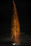 22368 - Nicely Preserved 3.46 Inch Spinosaurus Dinosaur Tooth Cretaceous