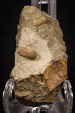 07859 - Beautiful 0.57 Inch Cyclopyge sibilla Upper Ordovician Trilobite